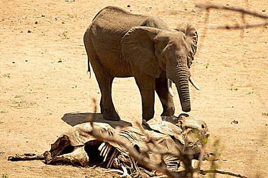 非洲,灌木,非洲象,一半,象鼻,畜体,相同,物种,受伤,克鲁格国家公园,南非