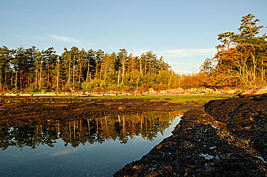 加拿大,不列颠哥伦比亚省,卷心菜,岛屿,岩石,小湾,树,反射,水中