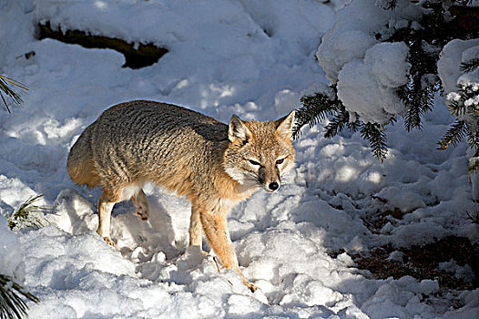 狐属,猎捕,新鲜,落下,雪,加拿大