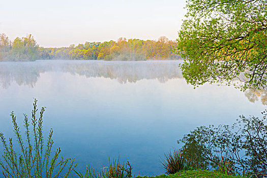 湖,树,早晨,亮光,黑森州,德国