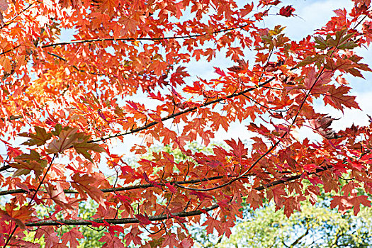 橙色,秋叶,树上