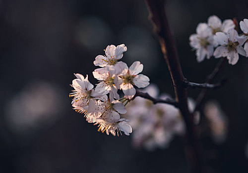 春天,樱花