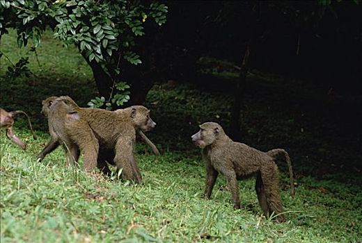 东非狒狒,对抗,冈贝河国家公园,坦桑尼亚