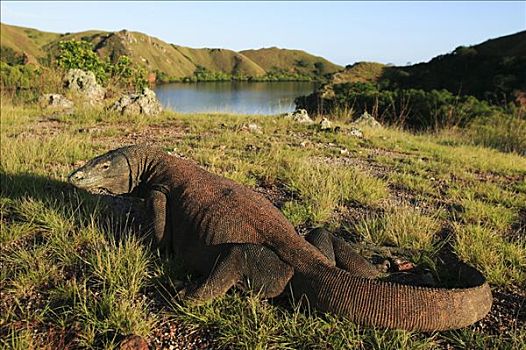 科摩多巨蜥,科摩多龙,放入,草,脆弱,林卡岛,科莫多国家公园,印度尼西亚