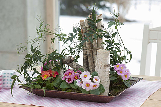 小,春天,床,器具,樱草属植物