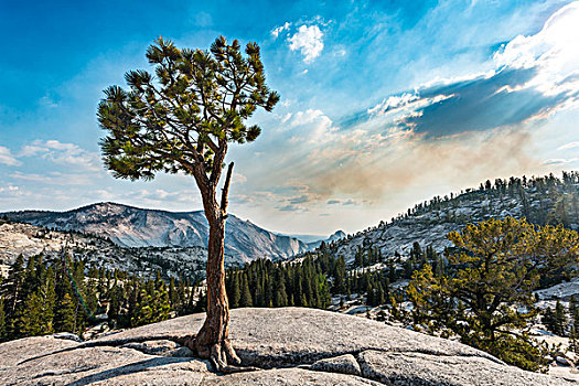 树,松树,岩石,高原,优胜美地国家公园,加利福尼亚,美国,北美
