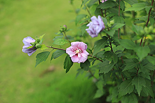 木槿花开