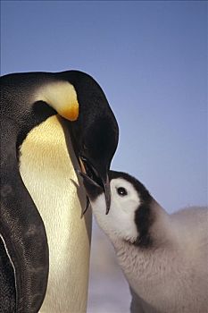 帝企鹅,父母,威德尔海,南极