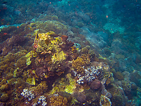 印度尼西亚巴厘岛金银岛,海底