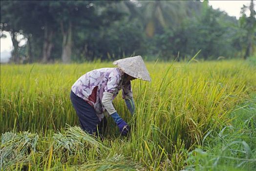 越南,成年,女人,收获,稻米