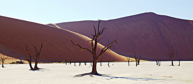 沙丘,树,晴朗,沙漠