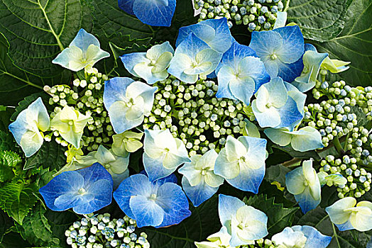 八仙花属,花,特写,蓝色