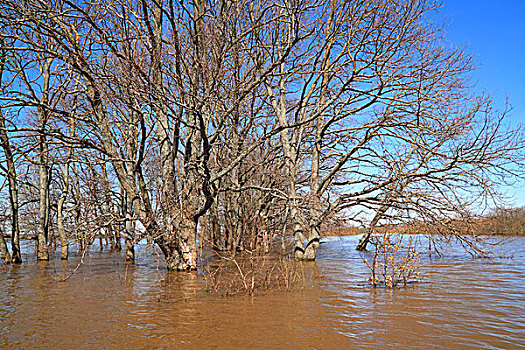 春天,洪水,橡木