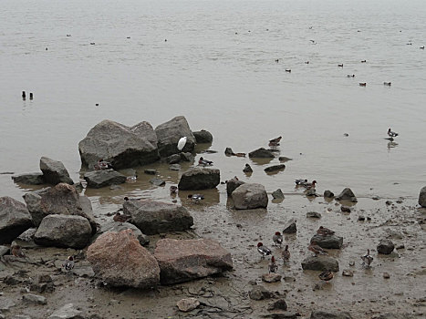 深圳湾湿地公园的鸟类景观