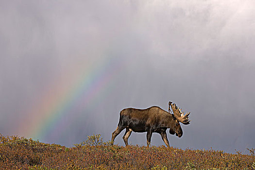 阿拉斯加,驼鹿,雄性动物,鹿角,天鹅绒,走,苔原,彩虹,德纳里峰国家公园