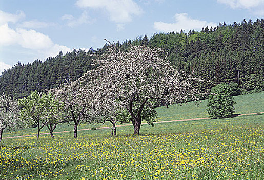 花,树,捷克共和国