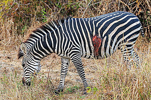 受伤,斑马,马,擦伤,南卢安瓜国家公园,赞比亚,非洲