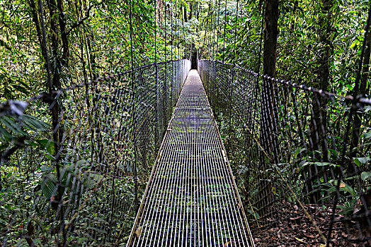 吊桥,雨林,阿雷纳尔,公园,国家公园,阿拉胡埃拉,省,哥斯达黎加,中美洲