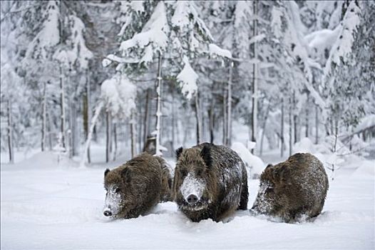 野猪,积雪,树林,户外,围挡,巴伐利亚森林国家公园,巴伐利亚,德国,欧洲