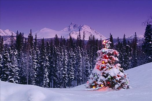 装饰,圣诞树,楚加,国家公园,阿拉斯加