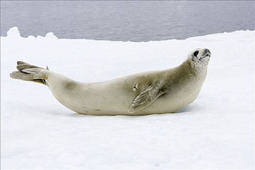 食蝦海豹,食蟹海豹,躺着,冰,南极