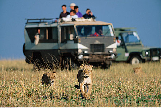 游客,看,狮子,跑,马赛马拉国家保护区,肯尼亚,非洲