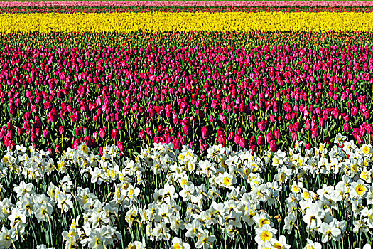 花,洋葱,培育,水仙花,郁金香,花苞,区域,伯伦斯特里克,荷兰