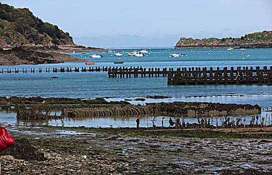 牡蛎养殖场,靠近,布列塔尼半岛