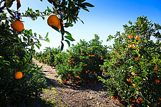 橘子,成熟,阳光,橘树,瓦伦西亚,西班牙