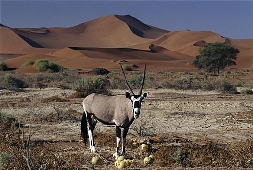 长角羚羊,南非大羚羊,羚羊,甜瓜,索苏维来地区,纳米比亚