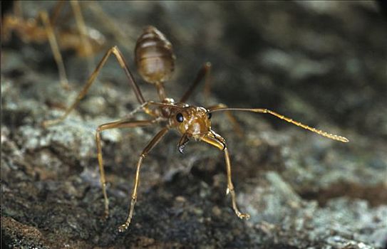 蚂蚁,巴布亚新几内亚