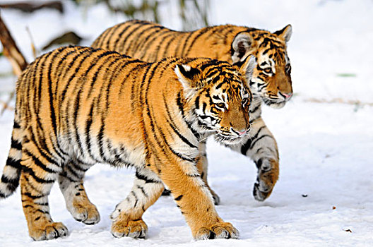 两个,幼兽,西伯利亚虎,东北虎,走,雪中