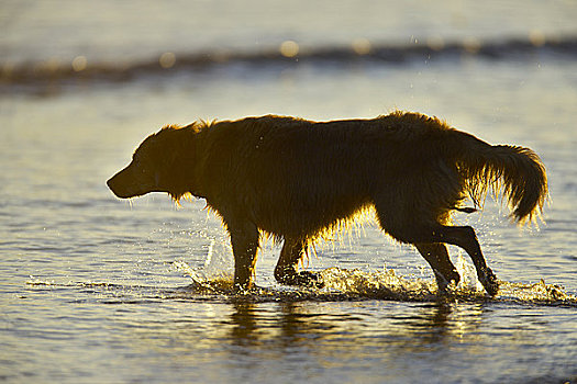 狗,跑,海洋,环太平洋国家公园,自然保护区,温哥华岛,不列颠哥伦比亚省,加拿大