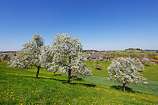 花,梨树,巴伐利亚,德国,欧洲