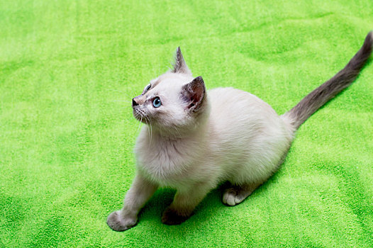 白色,小猫,蓝眼睛,坐着