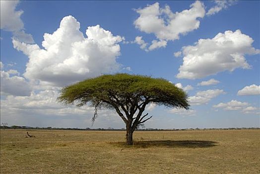 孤单,树,伞,刺,刺槐,塞伦盖蒂国家公园,坦桑尼亚