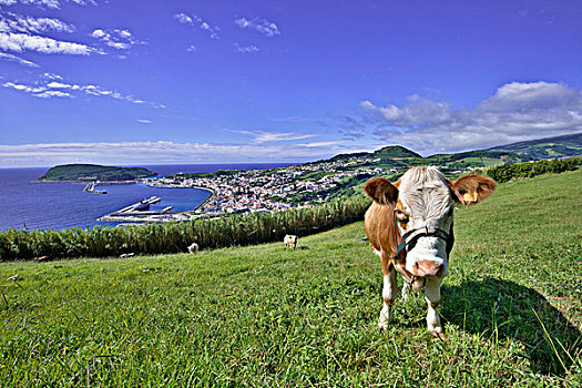 母牛,绿色,草场,法亚尔,亚速尔群岛,葡萄牙,欧洲