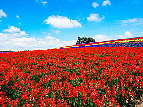 花圃,北海道,日本