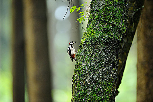 大斑啄木鸟,树干