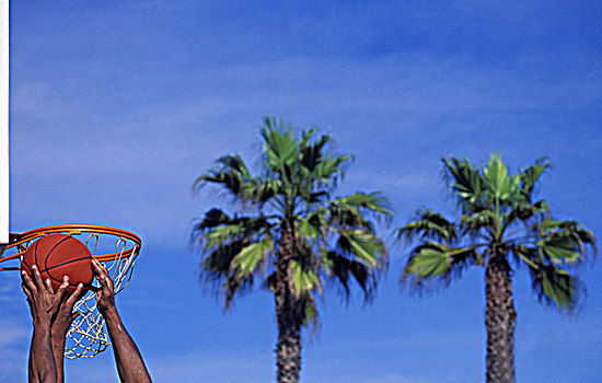 篮球手,抓,篮板球,棕榈树,背景,威尼斯海滩,洛杉矶,美国