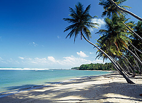 棕榈树,影子,海滩,特立尼达