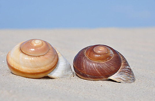 两个,蜗牛,壳,沙子,海滩,北海,石荷州,德国,欧洲