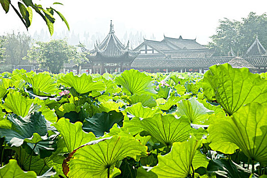 荷花,叶子,传统,中国,建筑,背景