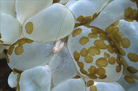 珊瑚虾,生活方式,泡泡糖,珊瑚,绿色,斑点,万鸦老,北苏拉威西省,印度尼西亚