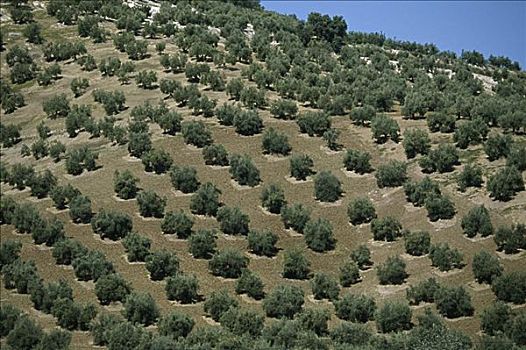 橄榄树,西班牙