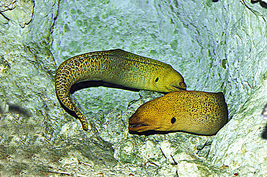 海鳗,成年,澳大利亚