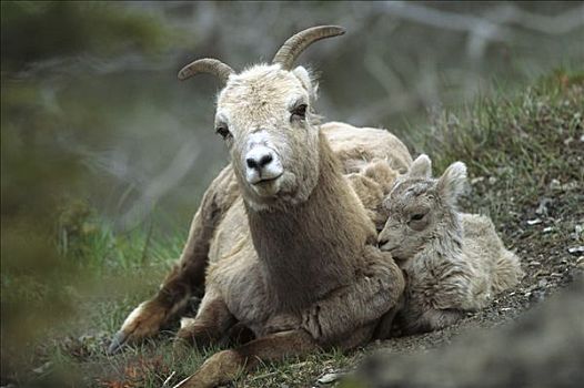 大角羊,休息,一起,落基山脉,北美