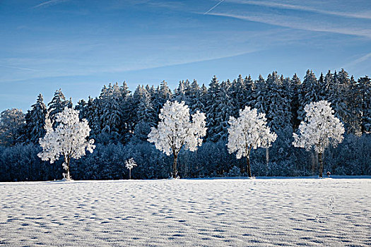 白色,树,冬天,风景