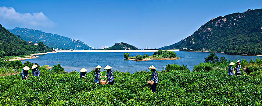 连云港市后云台山茶田景观