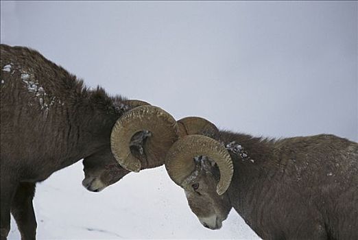 大角羊,头部,竞争,女性,落基山脉,北美